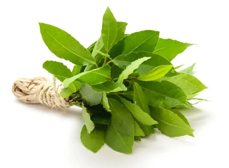 Todo lo que necesitas son unas cuantas hojas de laurel y perfumes por toda la casa – Mis Consejos Jardinería