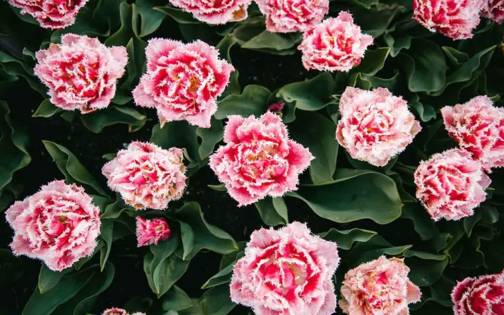 Todo sobre el clavel, la planta que todo el mundo cultiva en Italia – Mis Consejos Jardinería