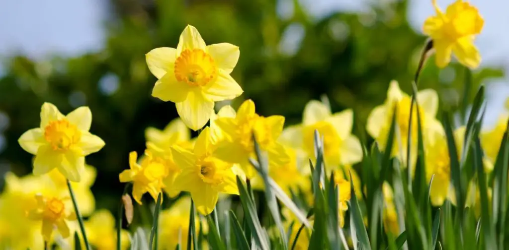 Todo sobre el narciso, la flor simbólica que anuncia la primavera – Mis Consejos Jardinería