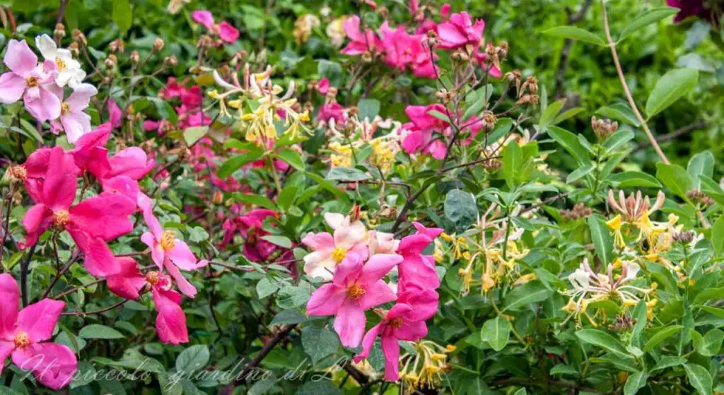 Todo sobre la madreselva: aquí está la planta conocida por sus hermosas y fragantes flores – Mis Consejos Jardinería