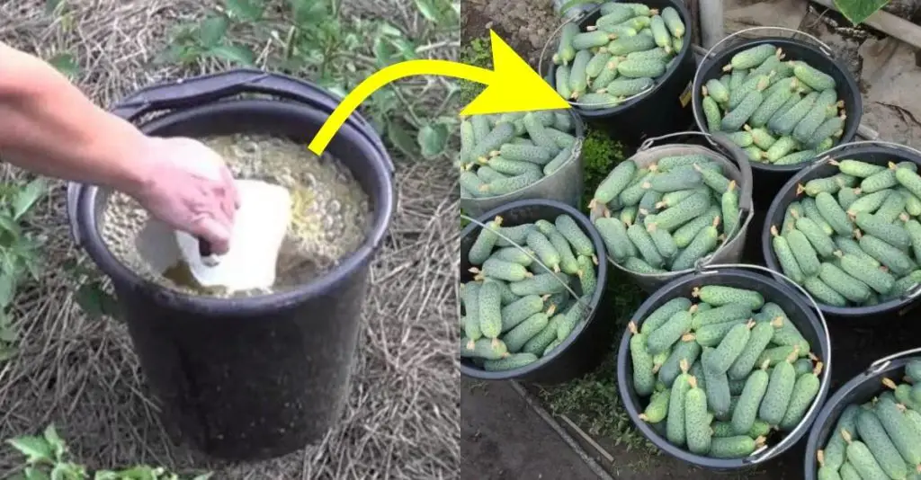 Todos los años tengo tantos pepinos que no sé qué hacer con ellos. He estado usando este fertilizante barato durante años.