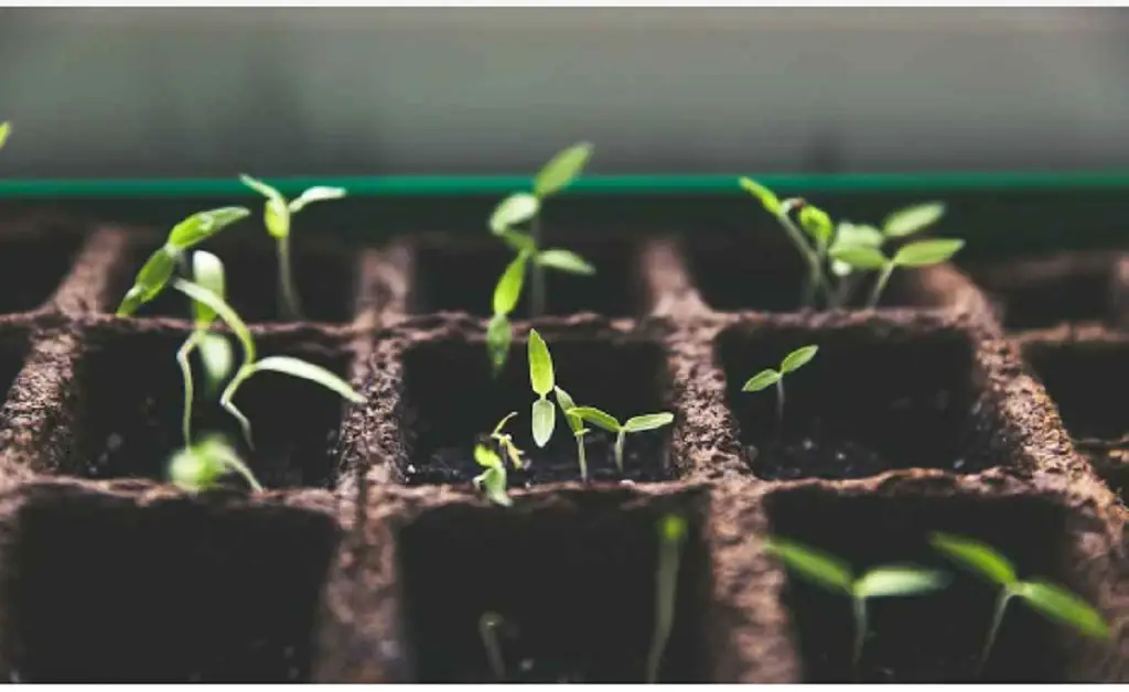 Todos los expertos están poniendo cerveza en las plantas: he aquí por qué – Mis Consejos Jardinería