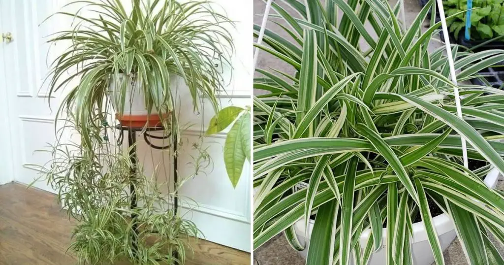 Todos los trucos para cuidar las plantas de interior – Mis Consejos Jardinería