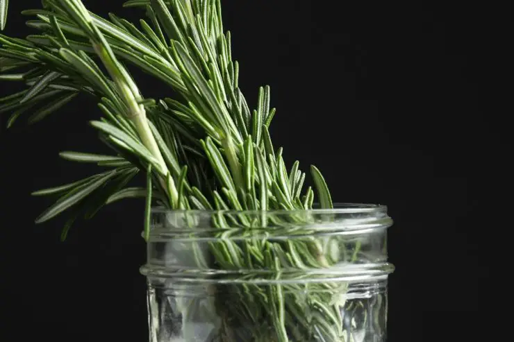 Toma romero y ponlo en un frasco, eso me lo enseñó mi abuela, ¡no te imaginas lo útil que es! – Mis Consejos Jardinería