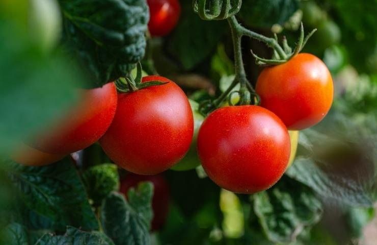 Tomates más grandes y jugosos: prueba este método, es natural y efectivo – Mis Consejos Jardinería