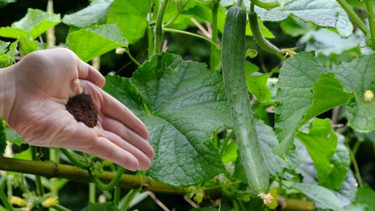 Planta de pepino