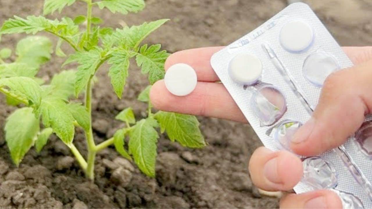 Tabletas en plantas