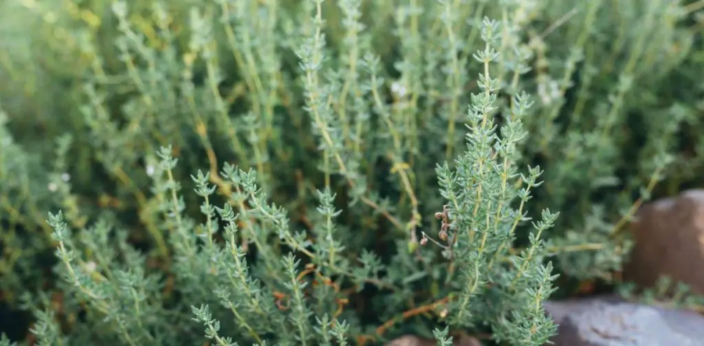 Tomillo: secretos y consejos para plantar y cultivar con éxito – Mis Consejos Jardinería