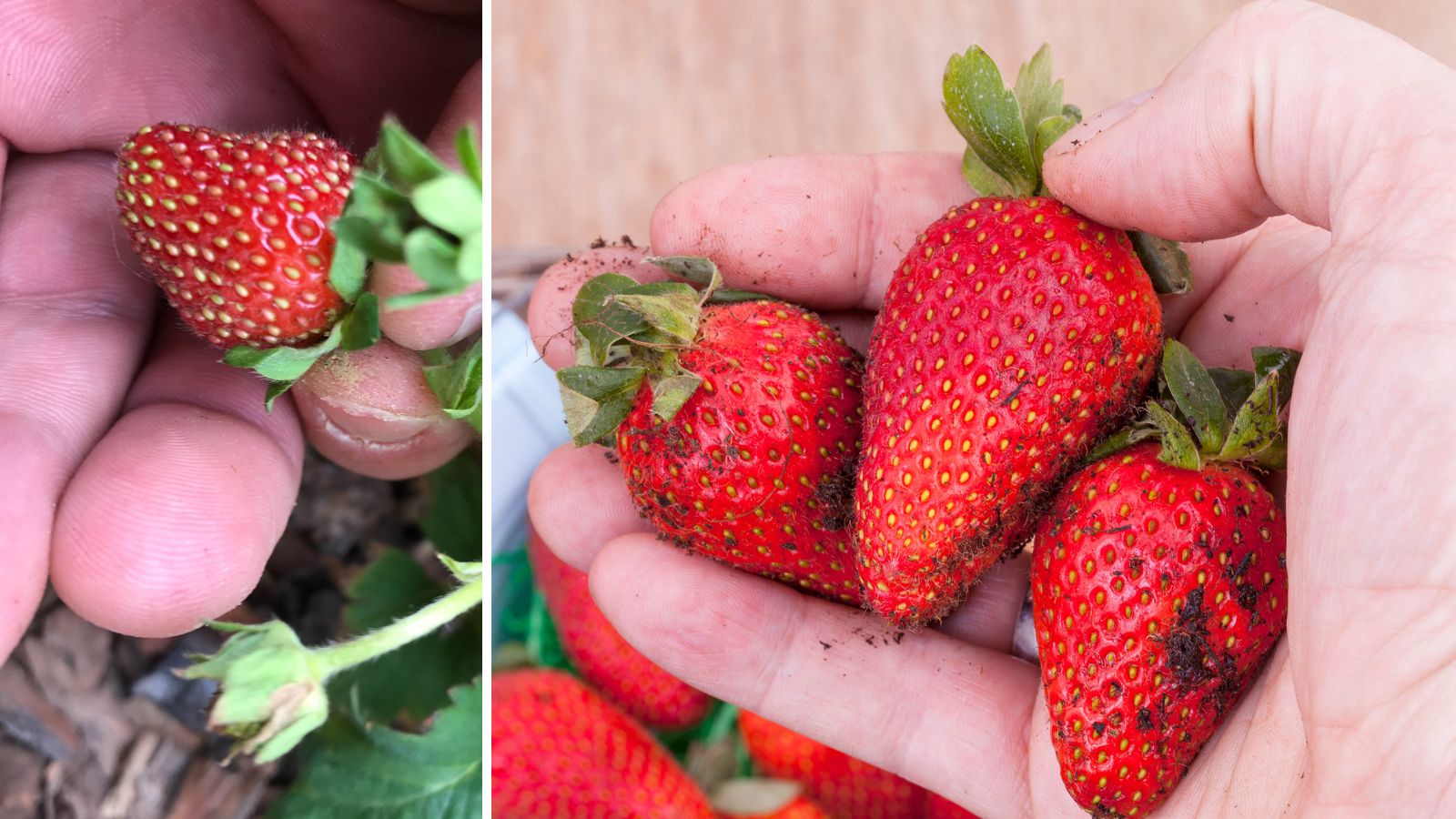 Top 3 Ways To Increase The Yield Of Strawberries