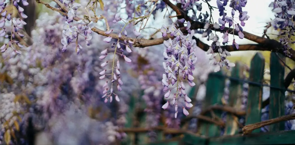Transforma tu jardín con estas 7 plantas trepadoras de rápido crecimiento – Mis Consejos Jardinería