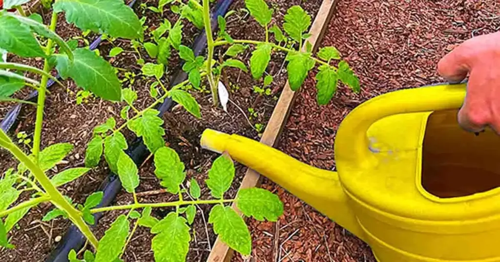 Un fertilizante natural que hace que los tomates crezcan 10 veces más rápido – Mis Consejos Jardinería