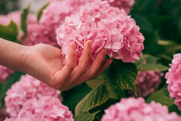 Un secreto para hacer florecer las hortensias: usa esta bebida como fertilizante – Mis Consejos Jardinería