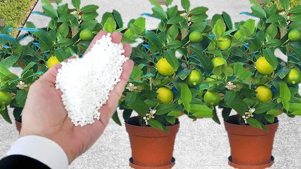 Un solo vaso hace que tus plantas florezcan y protejan todo el año – Mis Consejos Jardinería