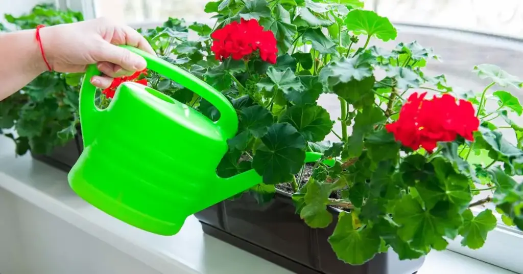 Un truco de magia para que los geranios florezcan todo el año – Mis Consejos Jardinería