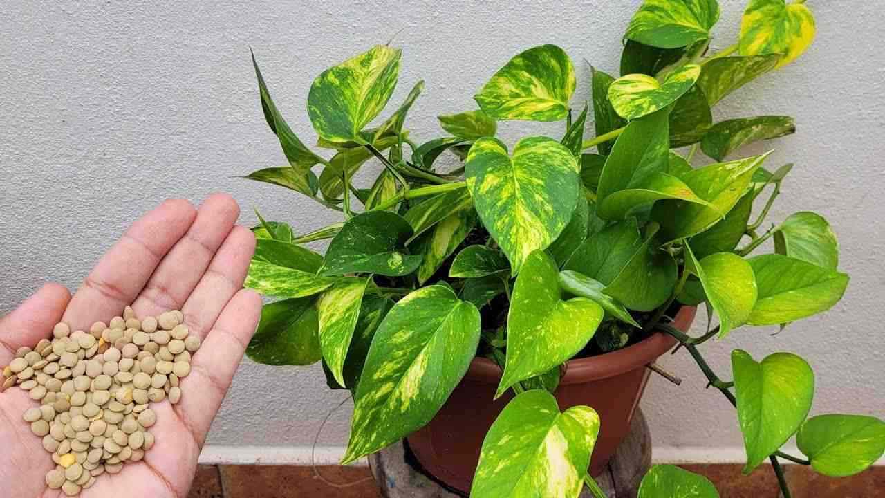 Planta