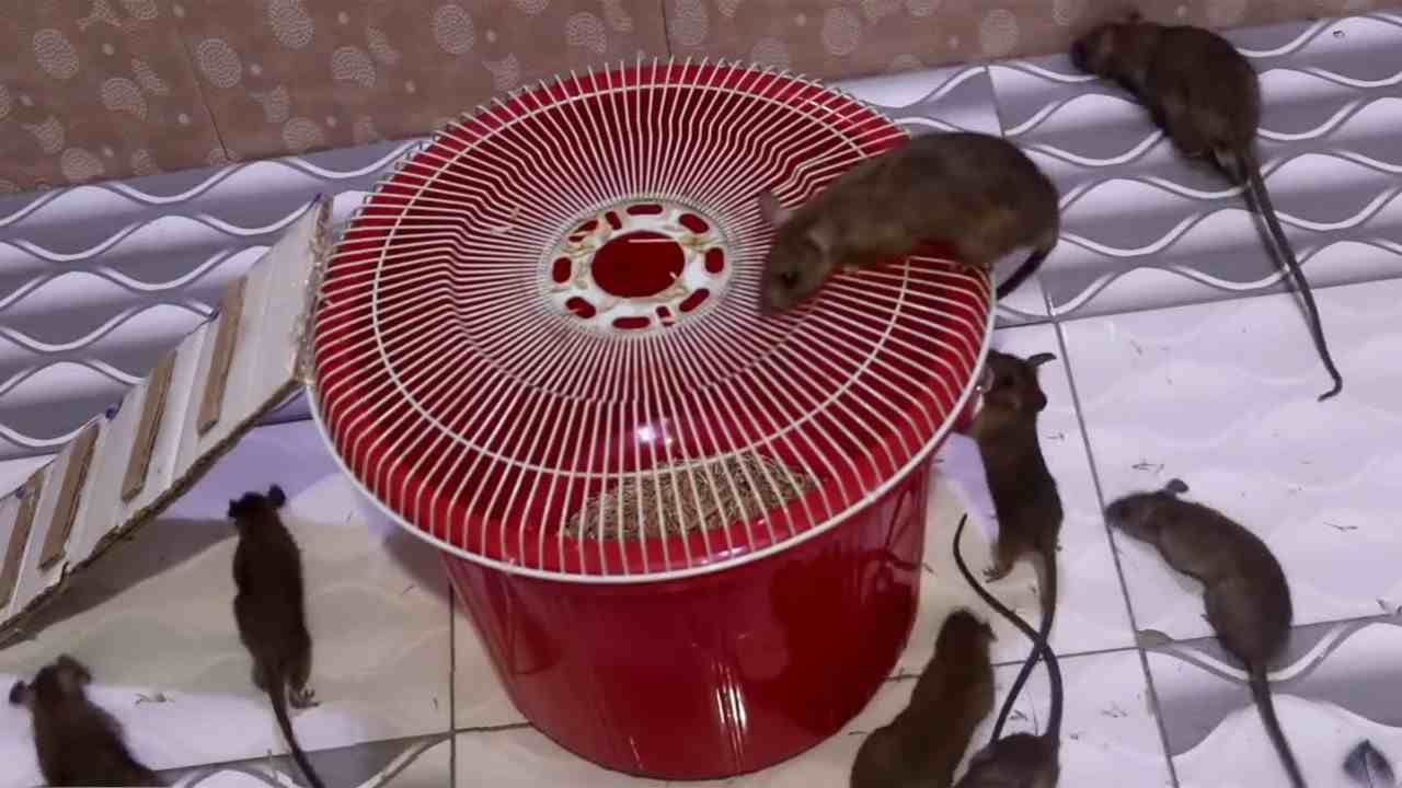 Ratonera