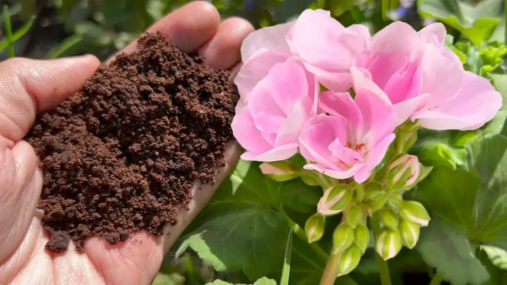 Una cuchara es suficiente para que tus plantas florezcan abundantemente – Mis Consejos Jardinería