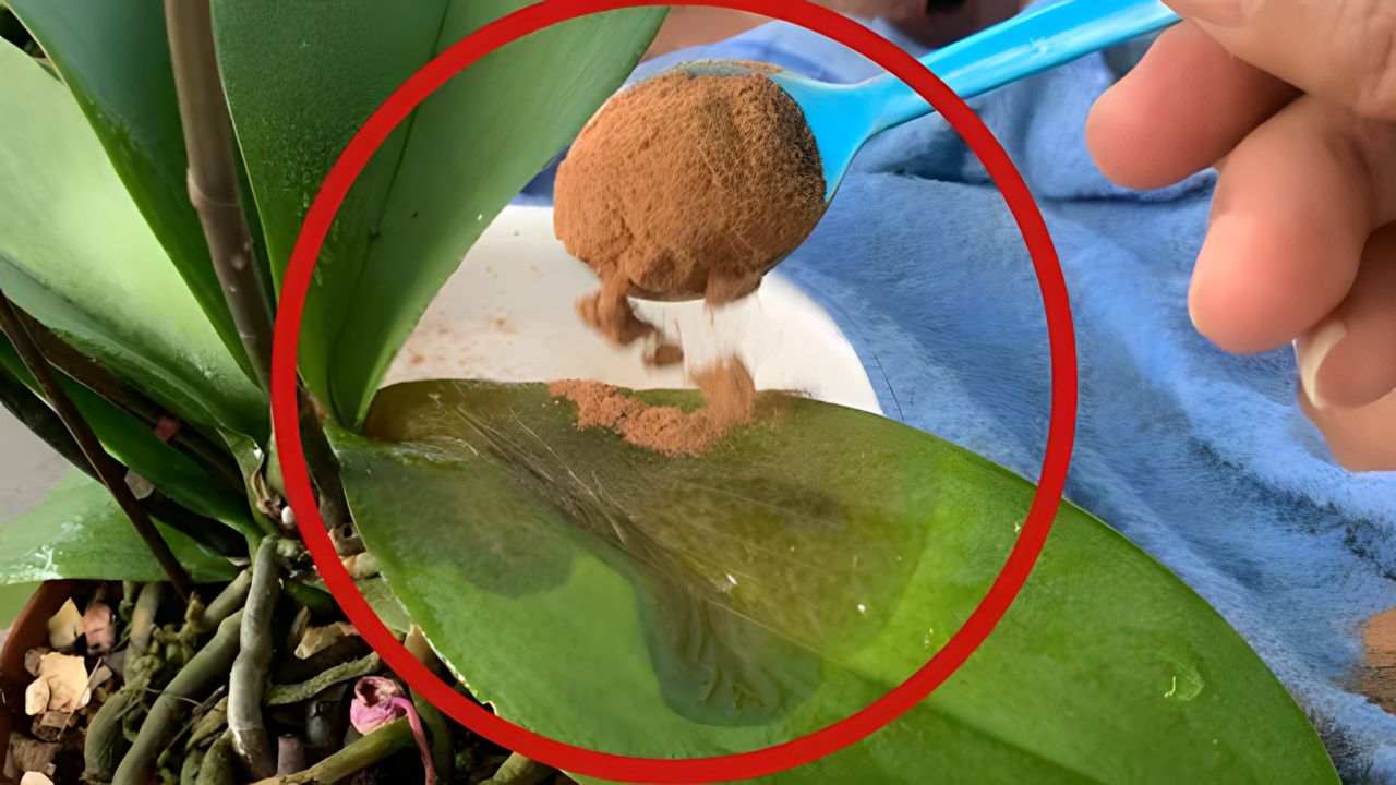 Especias en polvo