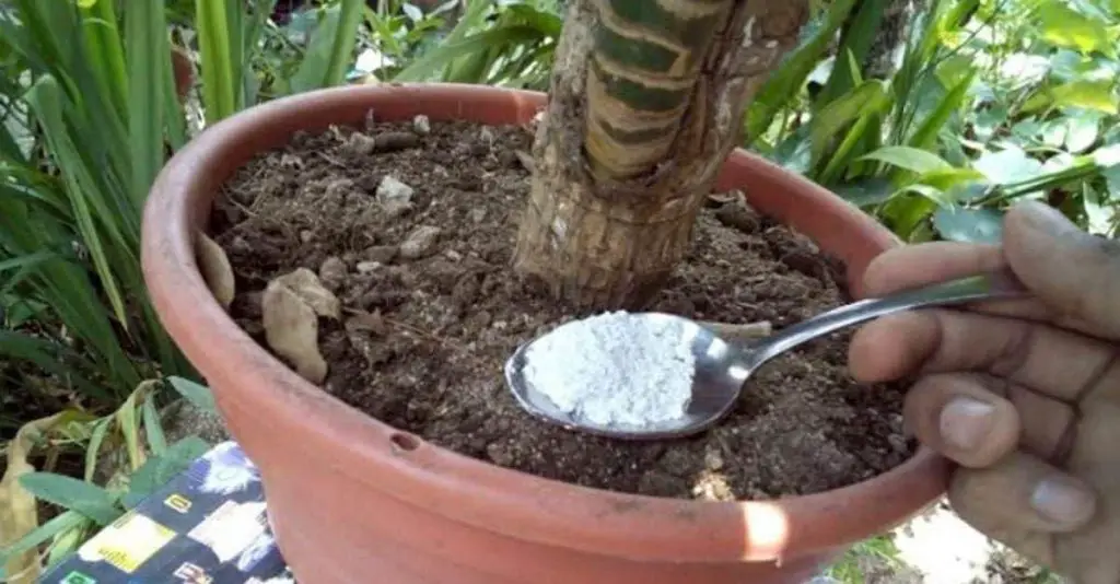 Una cucharadita es suficiente para que tus plantas florezcan: viértela en el suelo – Mis Consejos Jardinería