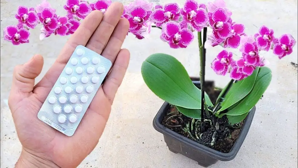 Una tableta es suficiente para obtener una floración abundante – Mis Consejos Jardinería