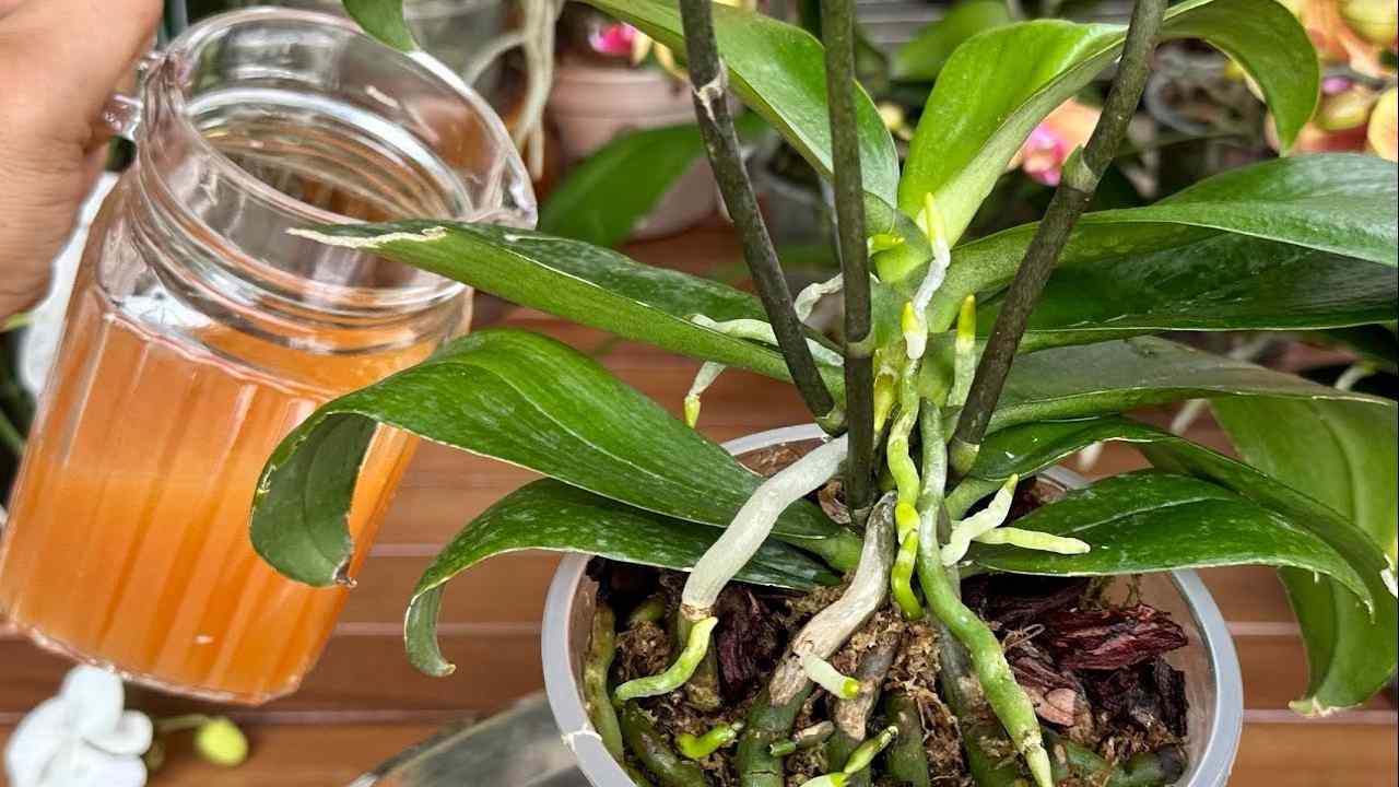 Taza en la planta