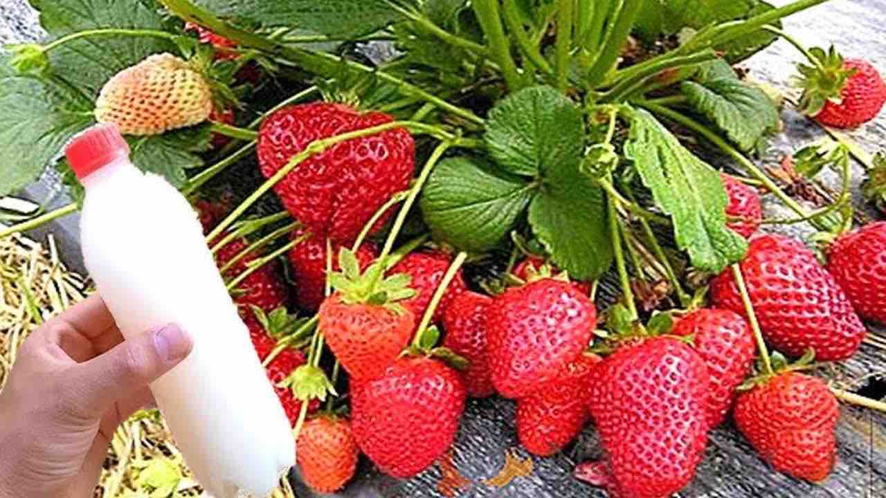 Abono para tus plantas