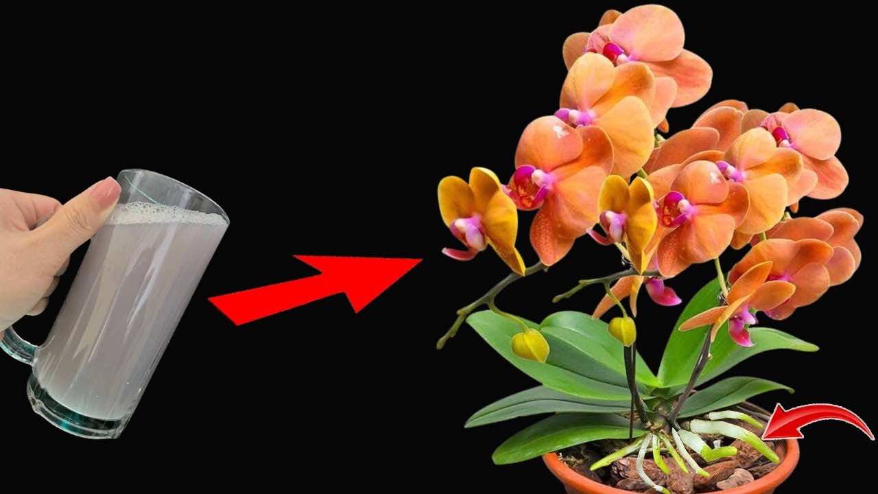 Ingrediente flores y raíces fuertes