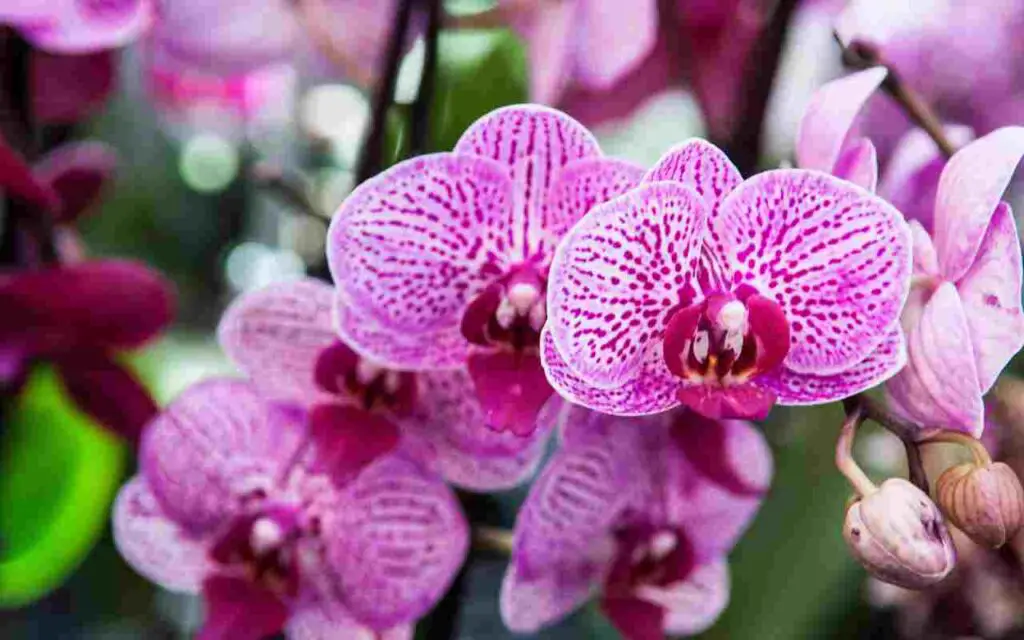 Use café para hacer un fertilizante para su orquídea: así es como – Mis Consejos Jardinería