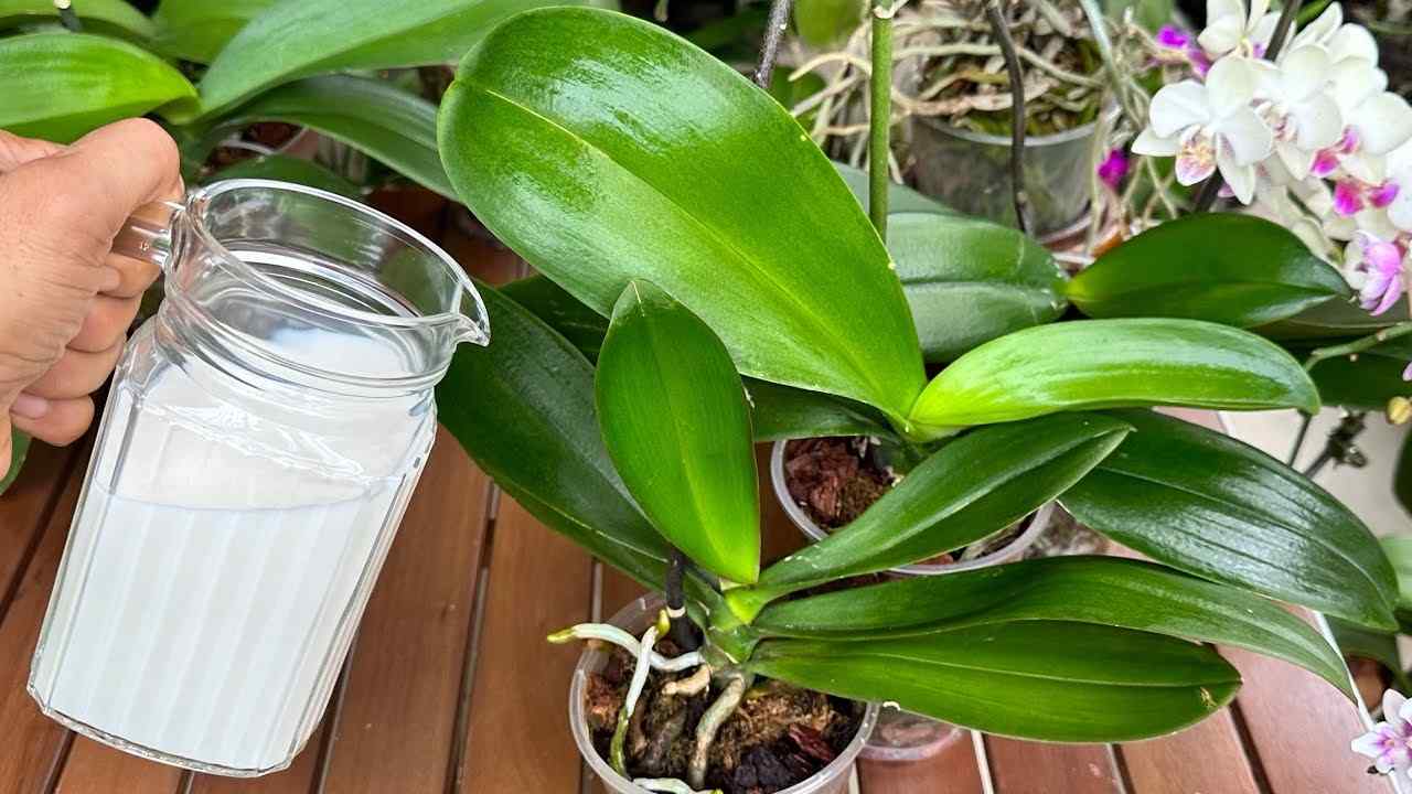 Fertilizante en la planta.