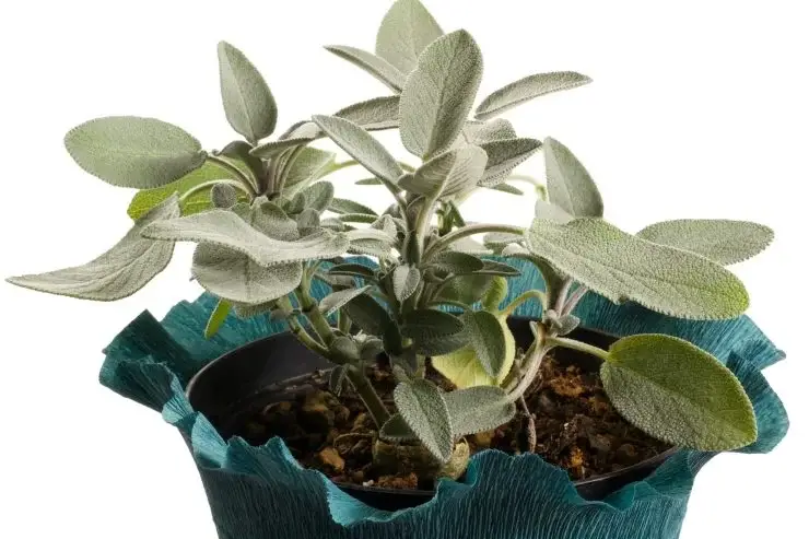 Utilizo salvia como me enseñó mi abuela, ¡me salvó la vida! – Mis Consejos Jardinería