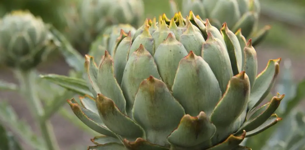Vegetales perpetuos: ¡Cultiva una vez y cosecha sin parar! – Mis Consejos Jardinería