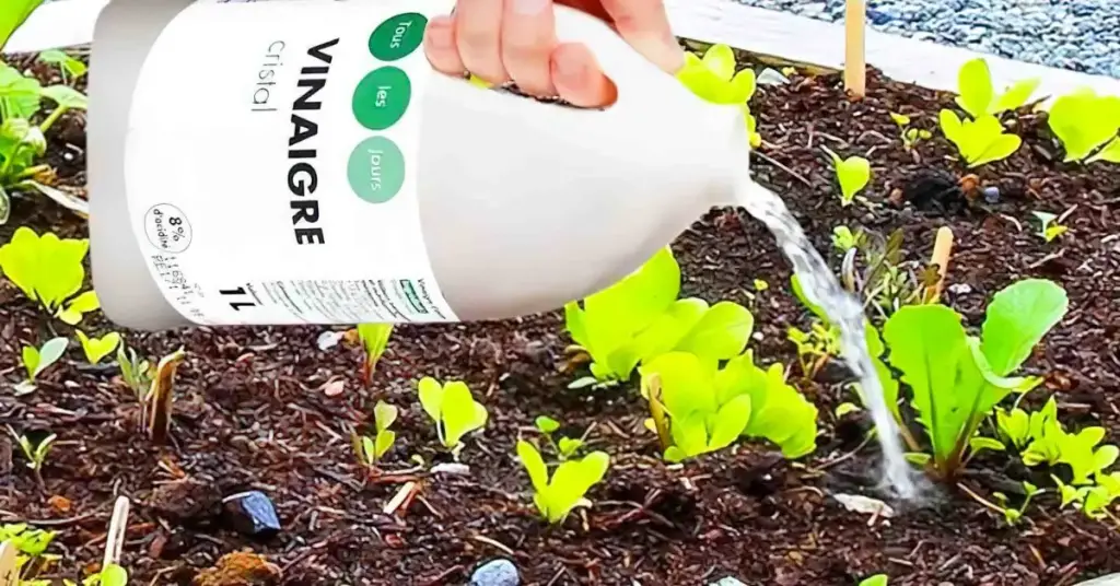 Verter vinagre en tus plantas es la solución al mayor problema del jardín – Mis Consejos Jardinería