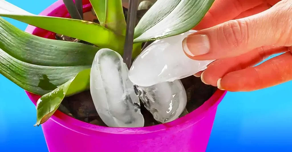 Vierta cubitos de hielo en sus orquídeas: el truco genial para jardineros experimentados – Mis Consejos Jardinería