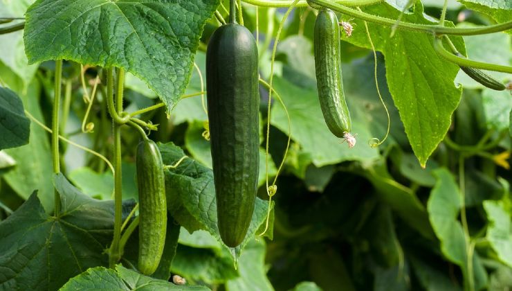 Pepinos de ingredientes naturales 
