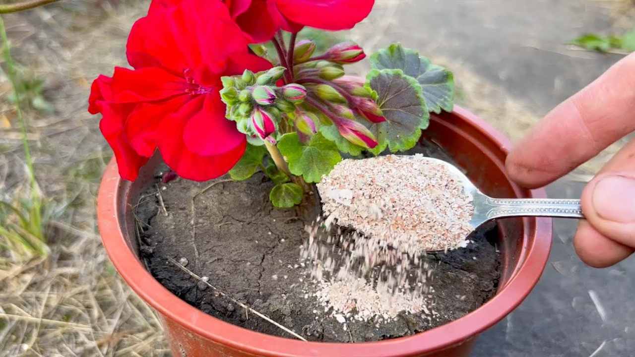 Vierta el ingrediente en la planta.