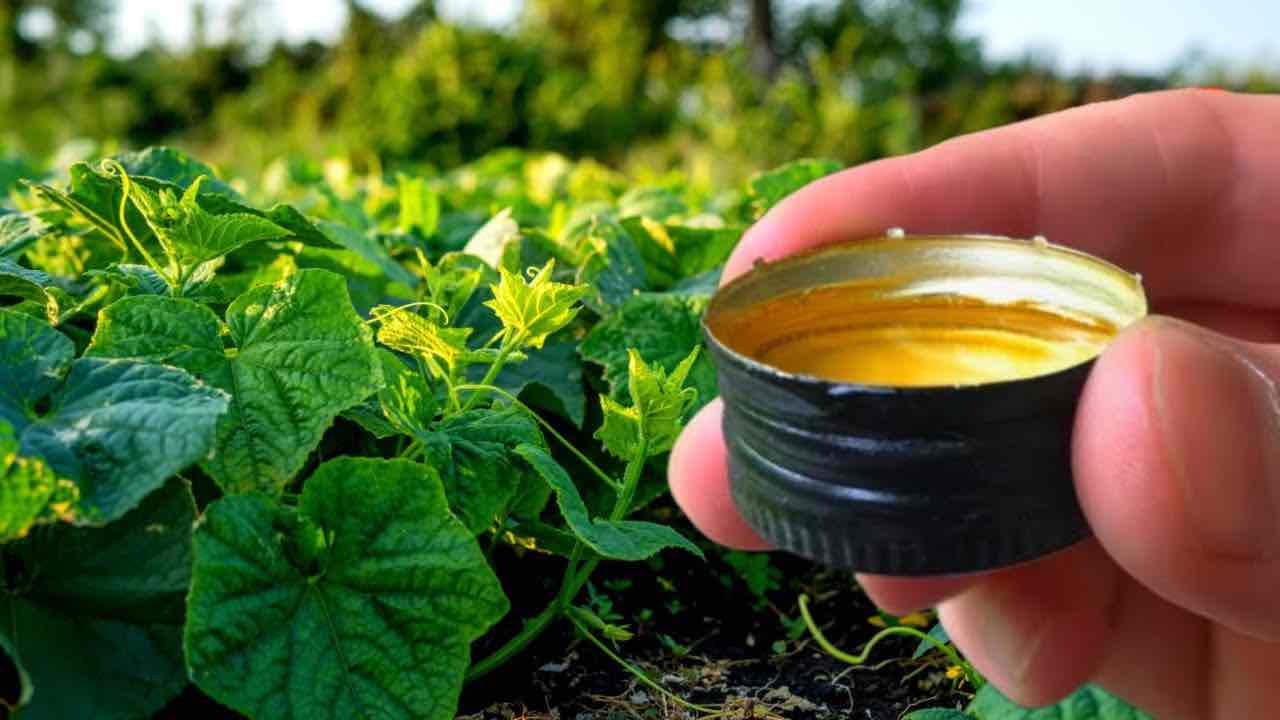 Pepinos de ingrediente secreto