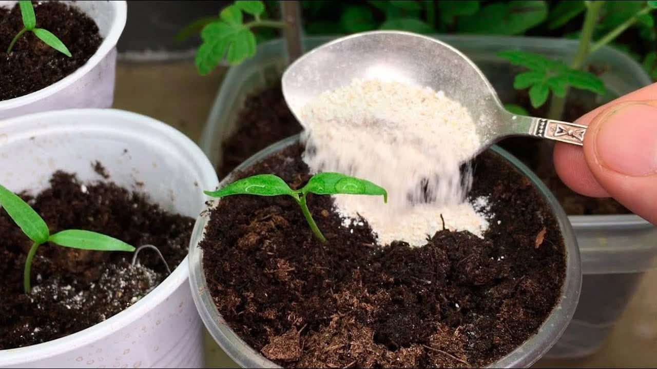 Viértelo en las plantas.