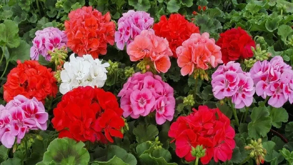 Viértelo sobre tus geranios y florecerán inmediatamente: estarán tan exuberantes como siempre. – Mis Consejos Jardinería