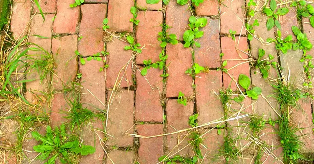 Vinagre, jabón y sal: tres sencillos ingredientes para evitar que crezca la mala hierba en el jardín – Mis Consejos Jardinería
