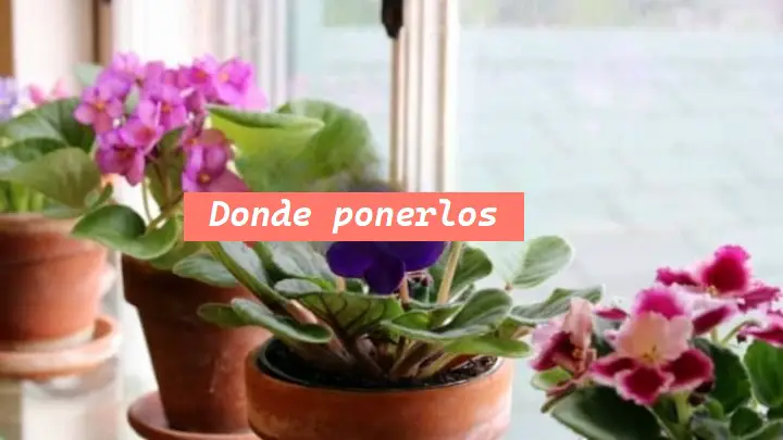 Violetas, la posición perfecta para hacerlas florecer para siempre: aquí tienes dónde ponerlas – Mis Consejos Jardinería