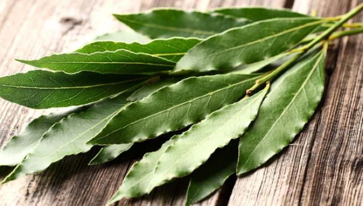 Los efectos beneficiosos del laurel