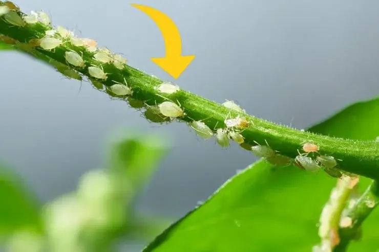 ¡Adiós pulgones! ¡Aquí le mostramos cómo hacer un pesticida poderoso sin gastar 1 centavo! – Mis Consejos Jardinería