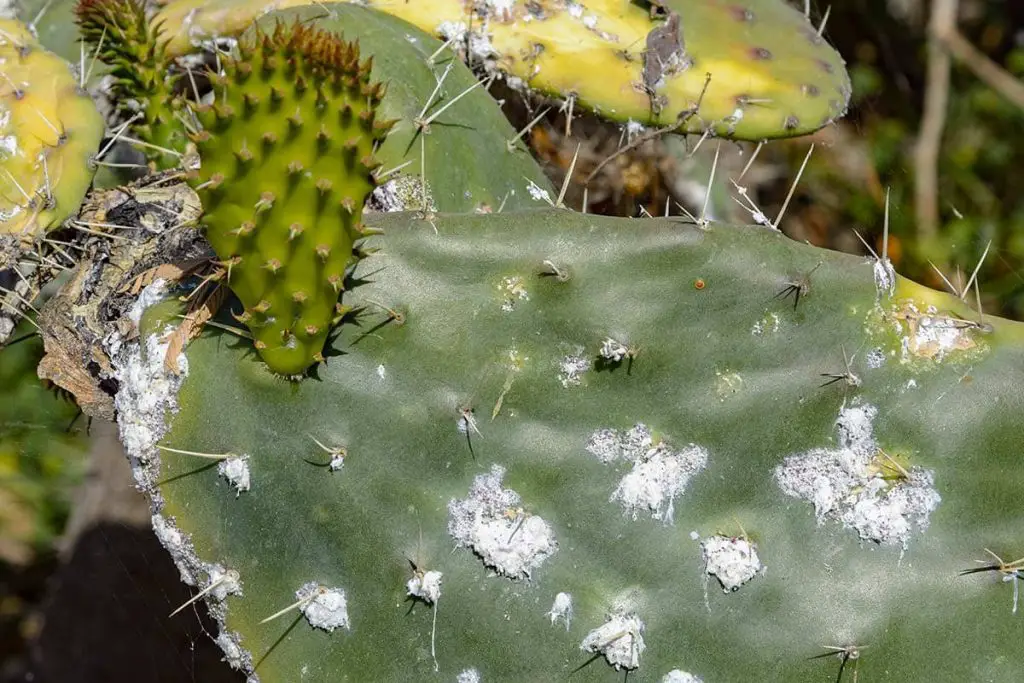 ¡Alerta de cochinilla! He aquí cómo deshacerse de estas plagas de las plantas. – Mis Consejos Jardinería