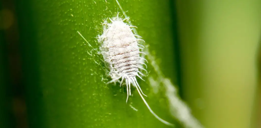 ¡Aquí le mostramos cómo eliminar de manera efectiva y natural el piojo harinoso de sus plantas y arbustos! – Mis Consejos Jardinería