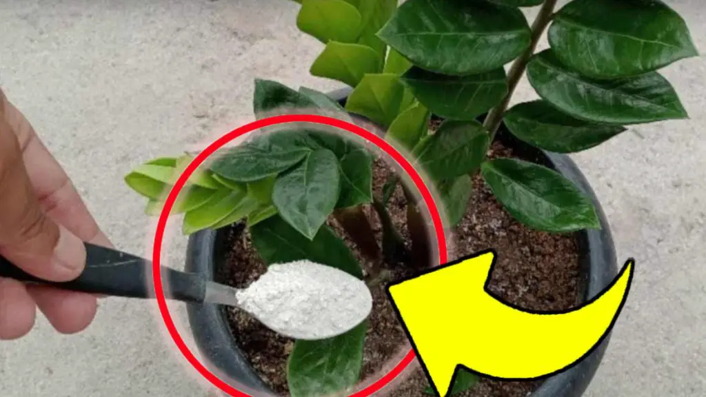 ¡Con este fertilizante natural para plantas finalmente todo florecerá visiblemente! – Mis Consejos Jardinería