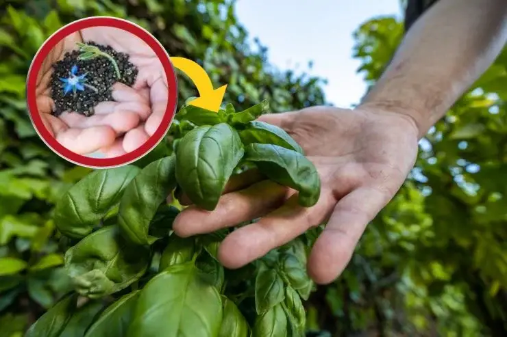 ¡Cultiva estas flores cerca de la albahaca y verás qué resultados! Nadie lo sabía – Mis Consejos Jardinería