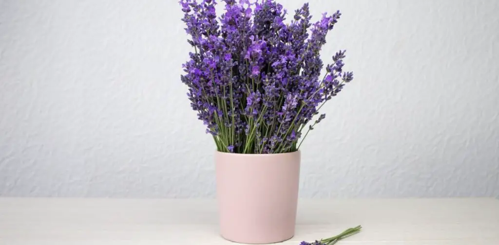 ¡Cultivando lavanda en macetas en interiores para un hogar fragante y relajante! – Mis Consejos Jardinería