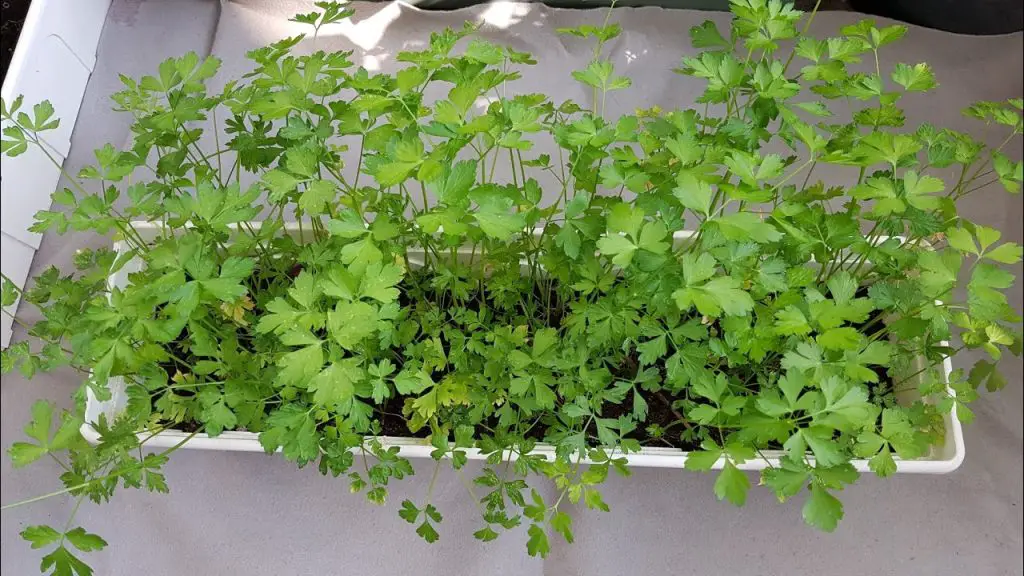 ¡Cultive un suministro ilimitado de perejil con estos sencillos pasos! – Mis Consejos Jardinería
