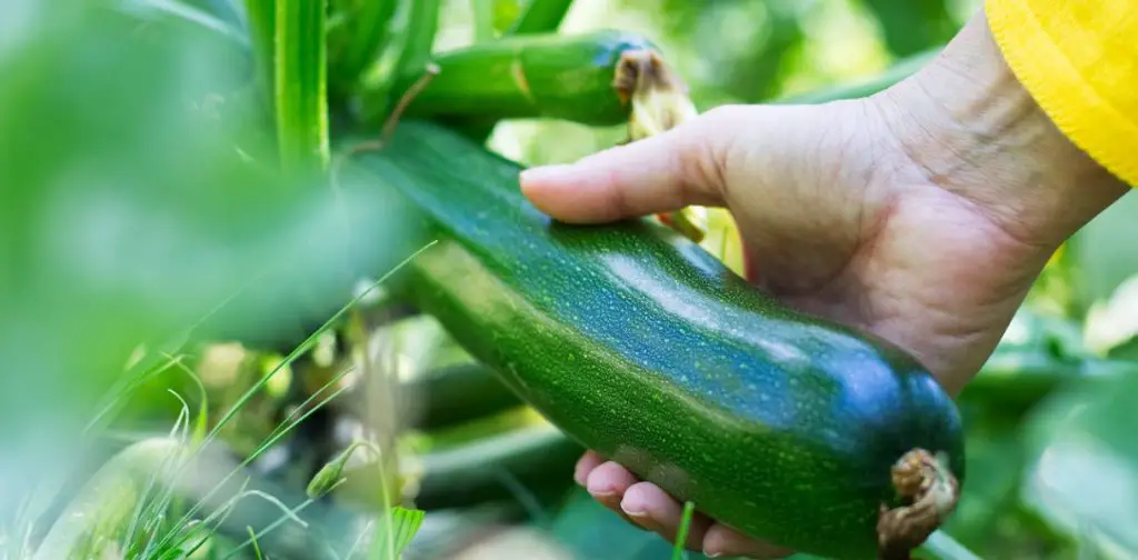 ¡Descubre cuándo y cómo cosechar calabacines! – Mis Consejos Jardinería