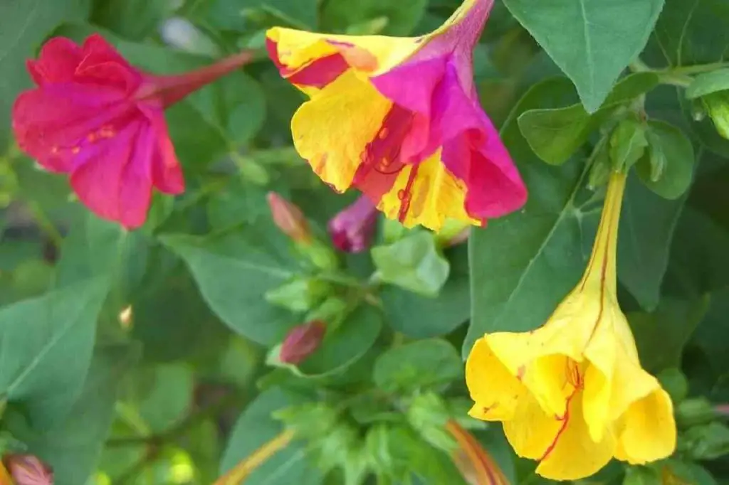 ¡Estas hermosas flores se abren por la noche! Esto es lo que es – Mis Consejos Jardinería